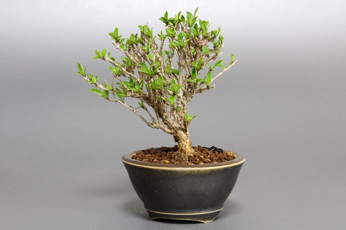 ハクチョウゲC（はくちょうげ・白丁花）花もの盆栽を右側から見た景色・Serissa japonica bonsai