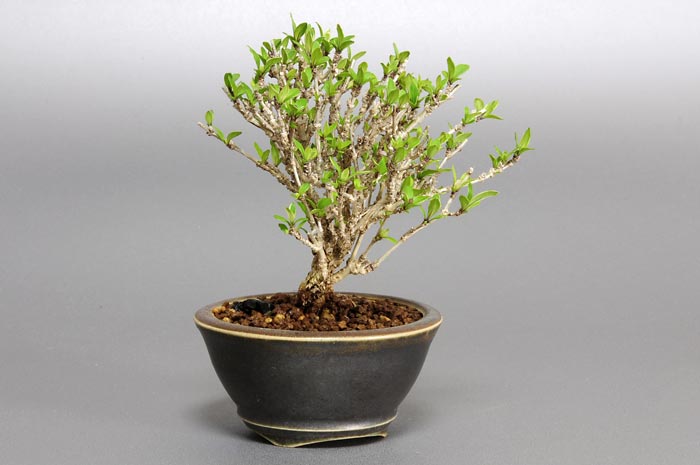 ハクチョウゲC（はくちょうげ・白丁花）花もの盆栽を左側から見た景色・Serissa japonica bonsai