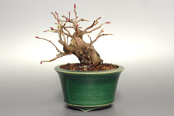 ヒュウガミズキB・イヨミズキ（ひゅうがみずき・いよみずき・日向水木・伊予水木）花もの盆栽の販売と育て方・作り方・Corylopsis pauciflora bonsai photo