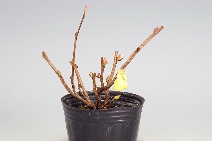 ヒュウガミズキC・イヨミズキ（ひゅうがみずき・いよみずき・日向水木・伊予水木）花もの盆栽を裏側から見た景色・Corylopsis pauciflora bonsai photo
