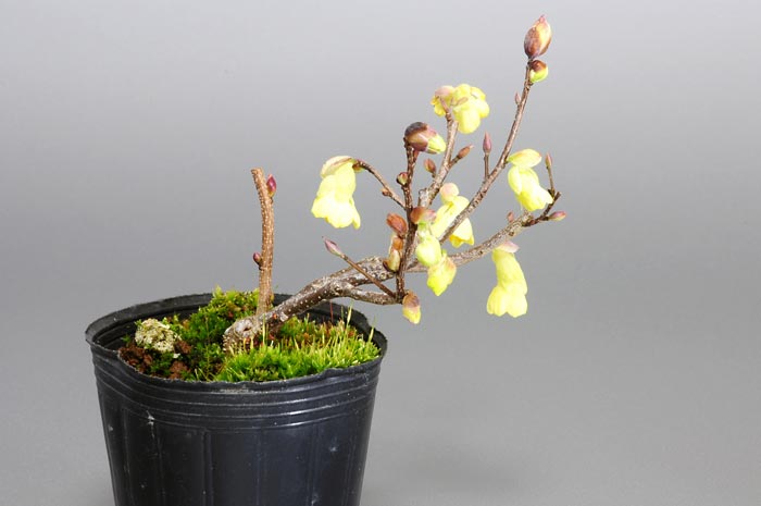 ヒュウガミズキD・イヨミズキ（ひゅうがみずき・いよみずき・日向水木・伊予水木）花もの盆栽の販売と育て方・作り方・Corylopsis pauciflora bonsai photo