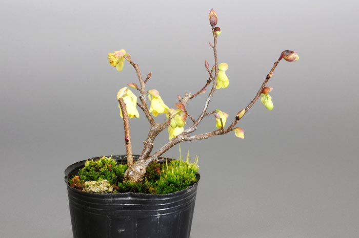 ヒュウガミズキD・イヨミズキ（ひゅうがみずき・いよみずき・日向水木・伊予水木）花もの盆栽を左側から見た景色・Corylopsis pauciflora bonsai photo