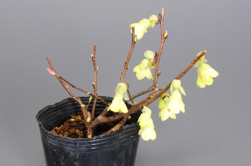 ヒュウガミズキ-E・イヨミズキ（ひゅうがみずき・いよみずき・日向水木・伊予水木）花もの盆栽の販売と育て方・作り方・Gardenia jasminoides bonsai