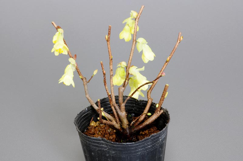 ヒュウガミズキ-E・イヨミズキ（ひゅうがみずき・いよみずき・日向水木・伊予水木）花もの盆栽を裏側から見た景色・Gardenia jasminoides bonsai