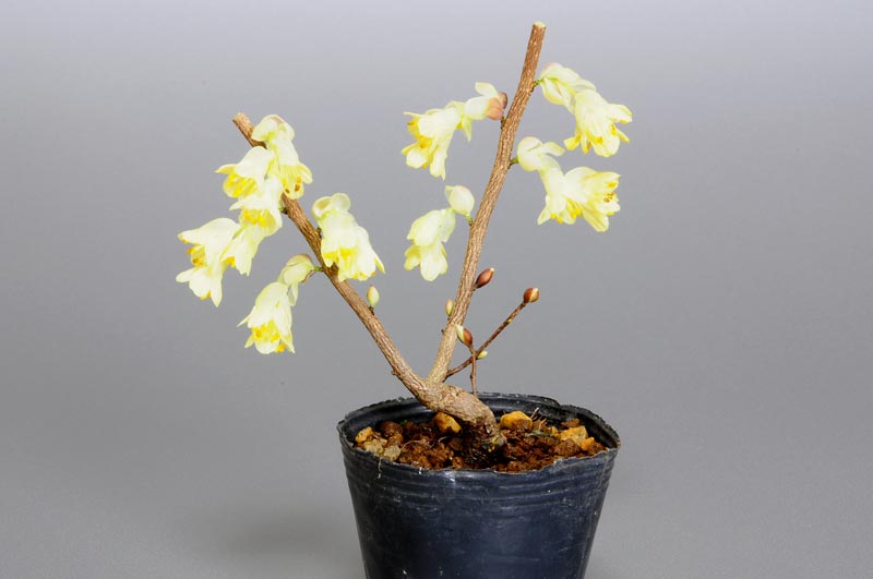 ヒュウガミズキF・イヨミズキ（ひゅうがみずき・いよみずき・日向水木・伊予水木）花もの盆栽の販売と育て方・作り方・Corylopsis pauciflora bonsai photo