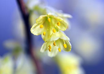 ヒュウガミズキの花・イヨミズキ（ひゅうがみずき・いよみずき・日向水木・伊予水木）盆栽の樹作りの参考樹形・Corylopsis pauciflora Best bonsai