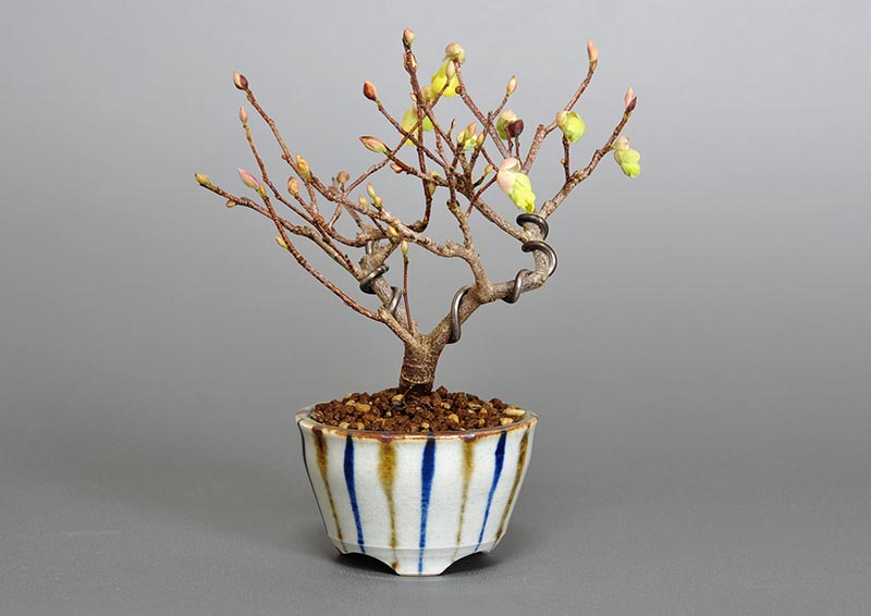 ヒュウガミズキJ・イヨミズキ（ひゅうがみずき・いよみずき・日向水木・伊予水木）花もの盆栽の販売と育て方・作り方・Corylopsis pauciflora bonsai photo