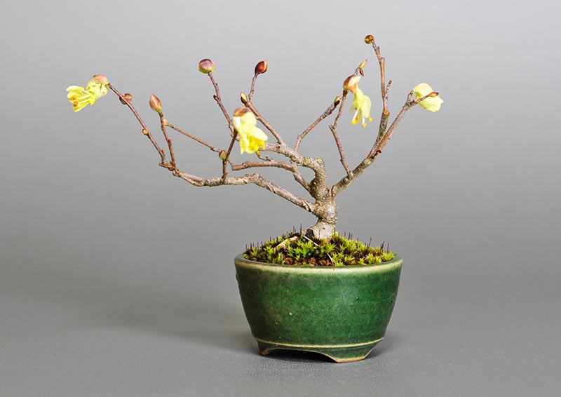 ヒュウガミズキ-O・イヨミズキ（ひゅうがみずき・いよみずき・日向水木・伊予水木）花もの盆栽の販売と育て方・作り方・Corylopsis pauciflora bonsai photo