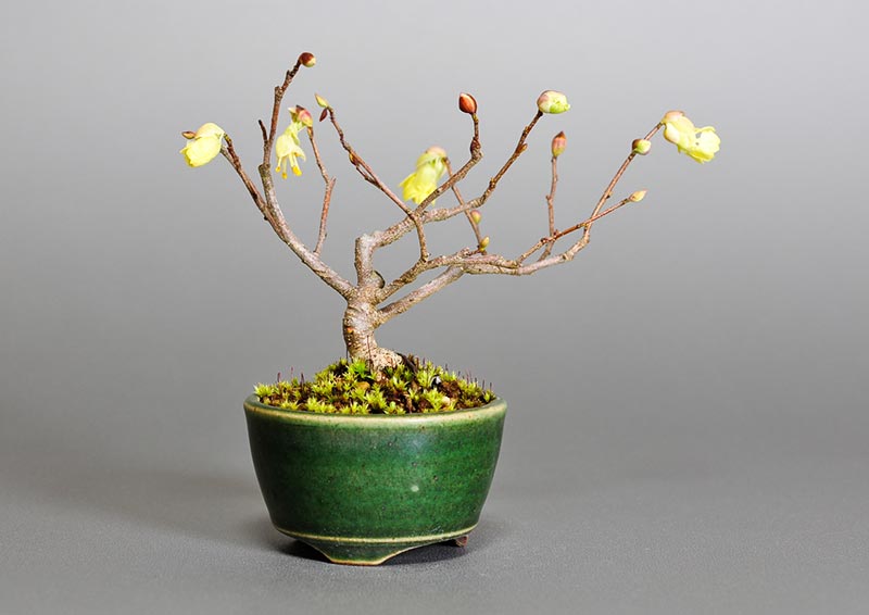 ヒュウガミズキ-O・イヨミズキ（ひゅうがみずき・いよみずき・日向水木・伊予水木）花もの盆栽を裏側から見た景色・Corylopsis pauciflora bonsai photo