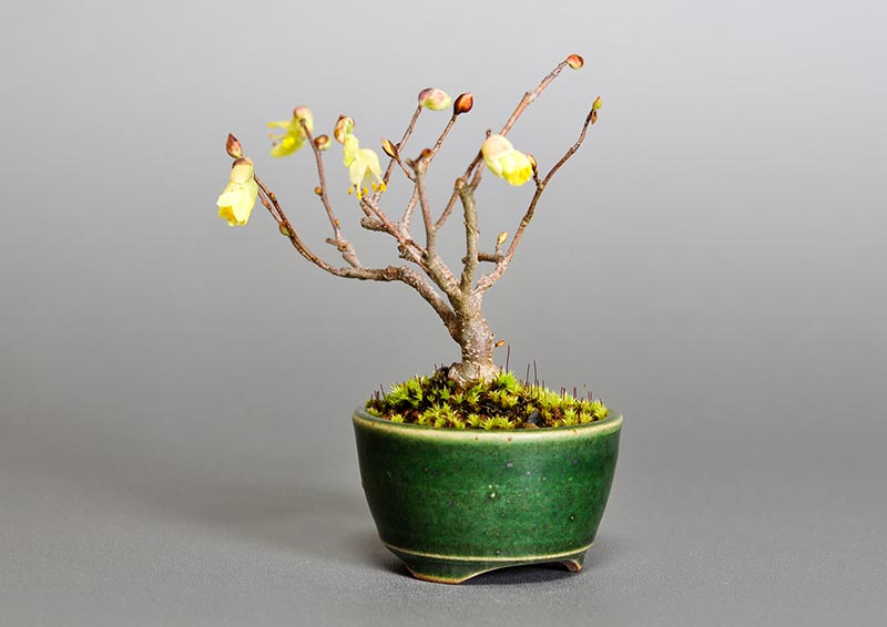 ヒュウガミズキ-O・イヨミズキ（ひゅうがみずき・いよみずき・日向水木・伊予水木）花もの盆栽を右側から見た景色・Corylopsis pauciflora bonsai photo