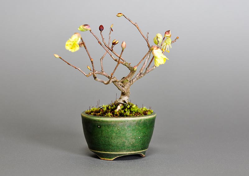 ヒュウガミズキ-O・イヨミズキ（ひゅうがみずき・いよみずき・日向水木・伊予水木）花もの盆栽を左側から見た景色・Corylopsis pauciflora bonsai photo