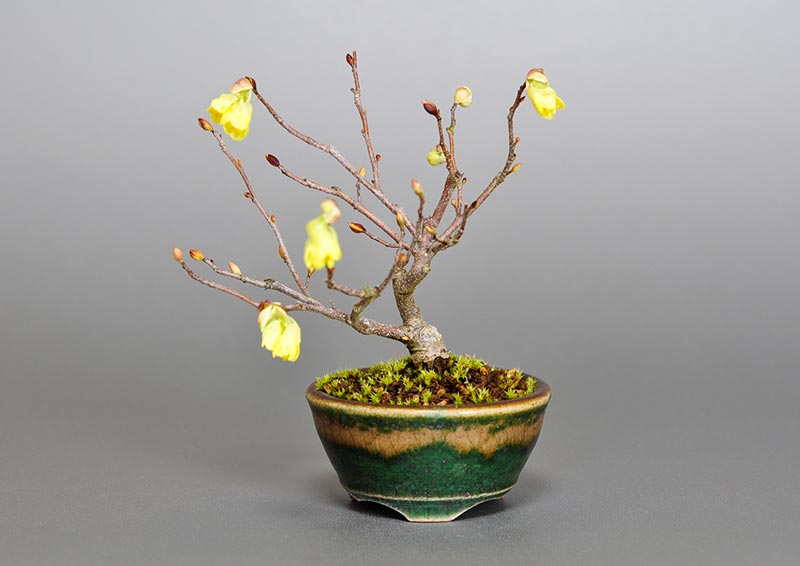 ヒュウガミズキP・イヨミズキ（ひゅうがみずき・いよみずき・日向水木・伊予水木）花もの盆栽の販売と育て方・作り方・Corylopsis pauciflora bonsai photo