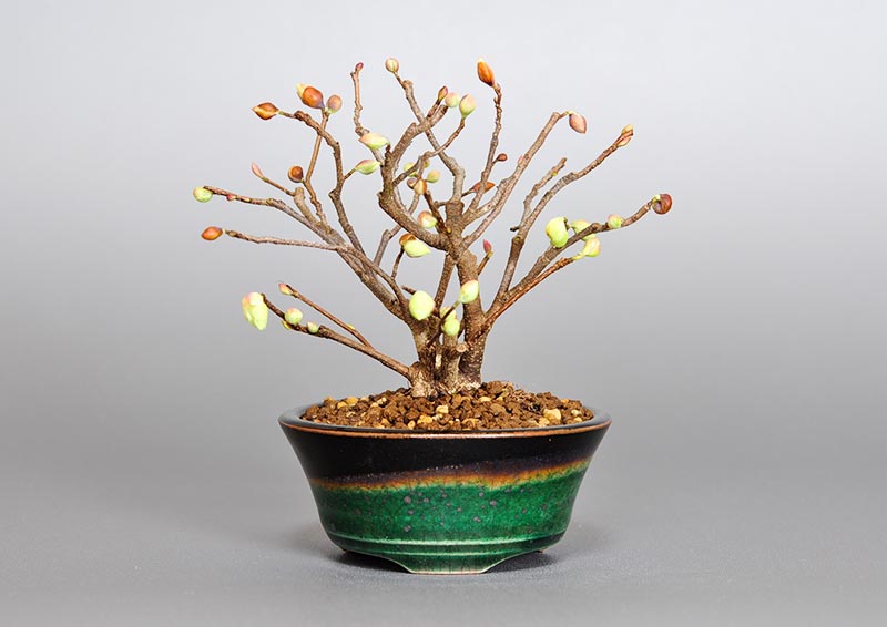 ヒュウガミズキQ・イヨミズキ（ひゅうがみずき・いよみずき・日向水木・伊予水木）花もの盆栽の販売と育て方・作り方・Corylopsis pauciflora bonsai photo