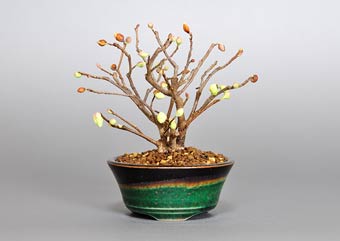 ヒュウガミズキ盆栽・日向水木盆栽・Corylopsis pauciflora bonsai｜おすすめの花もの盆栽