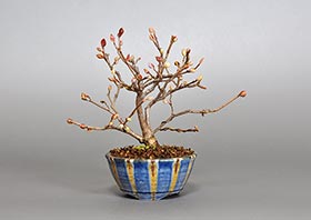 ヒュウガミズキR（日向水木盆栽）Corylopsis pauciflora bonsaiの販売・通販店｜Bonsai trees Shop
