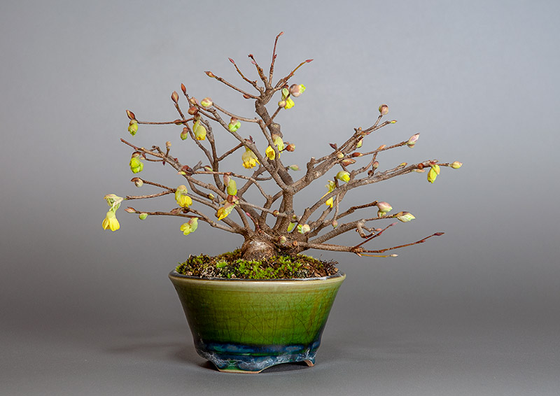 ヒュウガミズキS・イヨミズキ（ひゅうがみずき・いよみずき・日向水木・伊予水木）花もの盆栽を裏側から見た景色・Corylopsis pauciflora bonsai photo