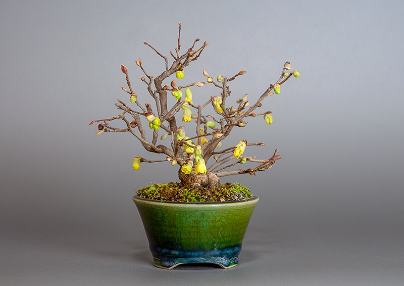 ヒュウガミズキS・イヨミズキ（ひゅうがみずき・いよみずき・日向水木・伊予水木）花もの盆栽を右側から見た景色・Corylopsis pauciflora bonsai photo