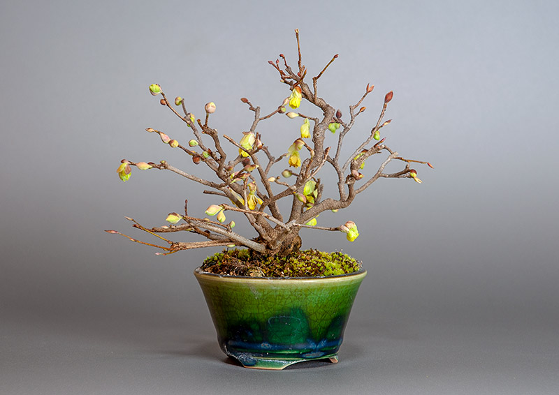 ヒュウガミズキS・イヨミズキ（ひゅうがみずき・いよみずき・日向水木・伊予水木）花もの盆栽を左側から見た景色・Corylopsis pauciflora bonsai photo