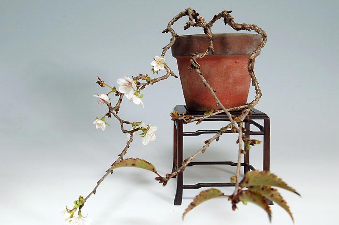 ジュウガツザクラB-1（じゅうがつざくら・十月桜）花もの盆栽の販売と育て方・作り方・Prunus × subhirtella cv.Autumnalis bonsai