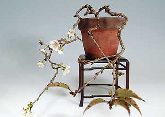ジュウガツザクラB（じゅうがつざくら・十月桜）花もの盆栽の成長記録-1・Prunus × subhirtella cv.Autumnalis bonsai
