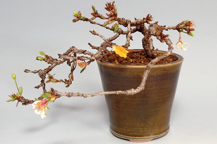 ジュウガツザクラB-2（じゅうがつざくら・十月桜）花もの盆栽の販売と育て方・作り方・Prunus × subhirtella cv.Autumnalis bonsai