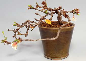 ジュウガツザクラB（じゅうがつざくら・十月桜）花もの盆栽の成長記録-2・Prunus × subhirtella cv.Autumnalis bonsai