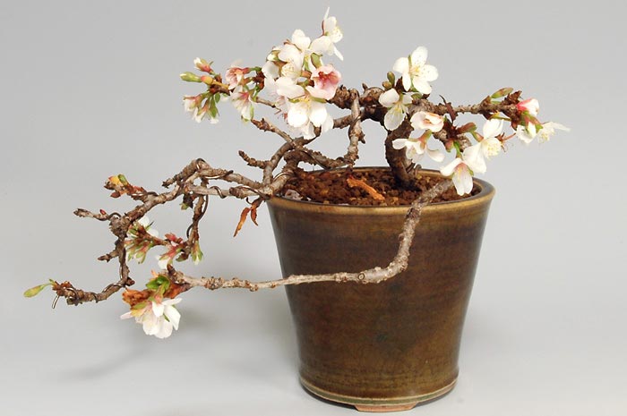 ジュウガツザクラB-1（じゅうがつざくら・十月桜）花もの盆栽の販売と育て方・作り方・Prunus × subhirtella cv.Autumnalis bonsai