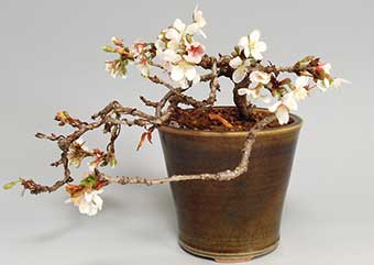 ジュウガツザクラB（じゅうがつざくら・十月桜）花もの盆栽の成長記録-3・Prunus × subhirtella cv.Autumnalis bonsai