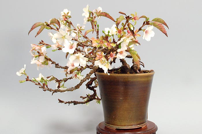 ジュウガツザクラ（じゅうがつざくら・十月桜）花もの盆栽の「販売と育て方・作り方」