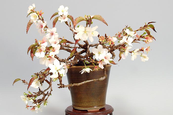 ジュウガツザクラB（じゅうがつざくら・十月桜）花もの盆栽を裏側から見た景色・Prunus × subhirtella cv.Autumnalis bonsai