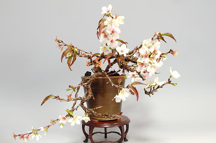 ジュウガツザクラB（じゅうがつざくら・十月桜）花もの盆栽を左側から見た景色・Prunus × subhirtella cv.Autumnalis bonsai