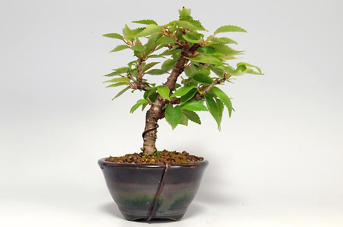 ジュウガツザクラC（じゅうがつざくら・十月桜）花もの盆栽を裏側から見た景色・Prunus × subhirtella cv.Autumnalis bonsai photo