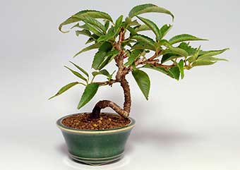 ジュウガツザクラ-E（じゅうがつざくら・十月桜）盆栽の成長記録・Prunus × subhirtella cv.Autumnalis bonsai