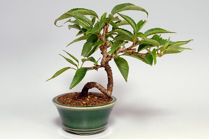 ジュウガツザクラ-E-1（じゅうがつざくら・十月桜）花もの盆栽の販売と育て方・作り方・Prunus × subhirtella cv.Autumnalis bonsai