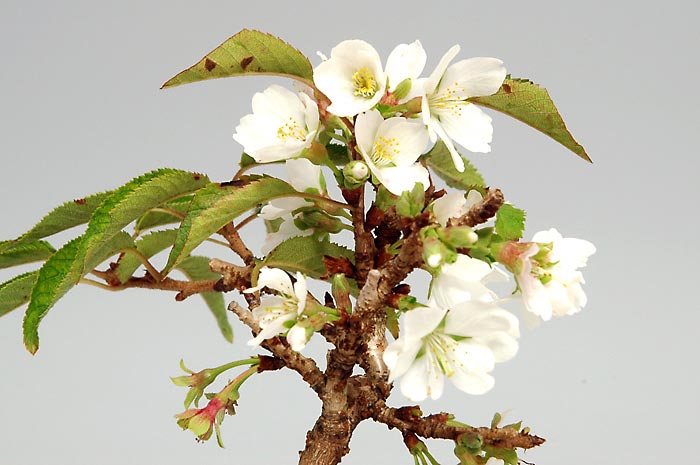 ジュウガツザクラ-E（じゅうがつざくら・十月桜）花もの盆栽を右側から見た景色・Prunus × subhirtella cv.Autumnalis bonsai