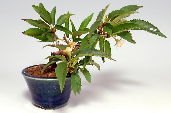 ジュウガツザクラF-1（じゅうがつざくら・十月桜）花もの盆栽の販売と育て方・作り方・Prunus × subhirtella cv.Autumnalis bonsai
