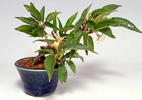 ジュウガツザクラF（じゅうがつざくら・十月桜）花もの盆栽の成長記録-1・Prunus × subhirtella cv.Autumnalis bonsai