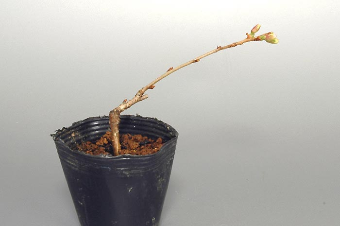 ジュウガツザクラG（じゅうがつざくら・十月桜）花もの盆栽の販売と育て方・作り方・Prunus × subhirtella cv.Autumnalis bonsai photo