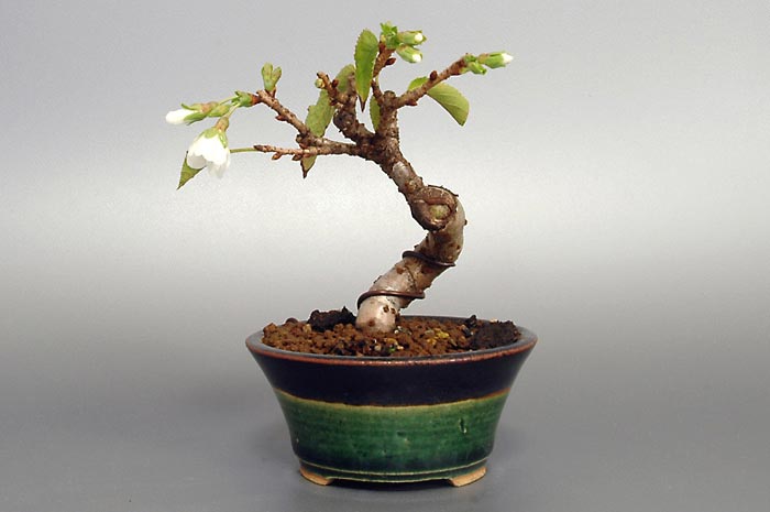 ジュウガツザクラH（じゅうがつざくら・十月桜）花もの盆栽の販売と育て方・作り方・Prunus × subhirtella cv.Autumnalis bonsai