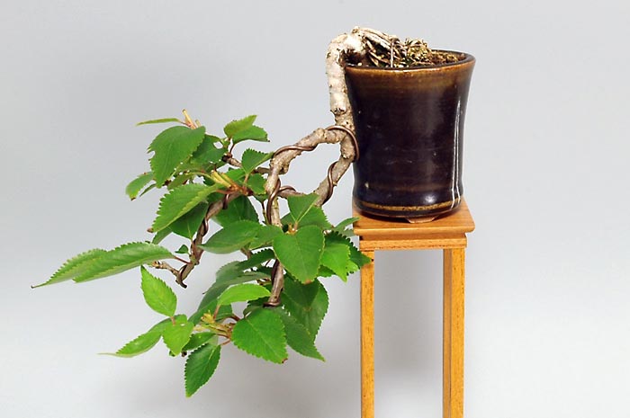 ジュウガツザクラ-N(じゅうがつざくら・十月桜)花もの盆栽を裏側から見た景色・Prunus × subhirtella cv.Autumnalis bonsai