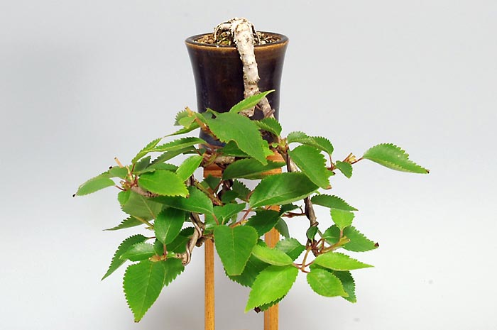 ジュウガツザクラ-N(じゅうがつざくら・十月桜)花もの盆栽を右側から見た景色・Prunus × subhirtella cv.Autumnalis bonsai