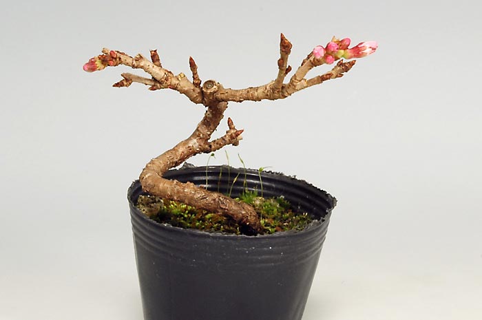 ジュウガツザクラZ（じゅうがつざくら・十月桜）花もの盆栽を左側から見た景色・Prunus × subhirtella cv.Autumnalis bonsai photo