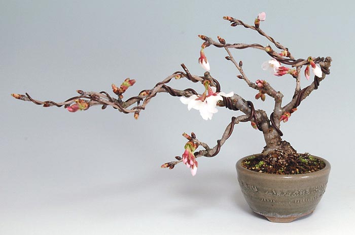 カンザクラA（かんざくら・寒桜）花もの盆栽の販売と育て方・作り方・Prunus kanzakura bonsai