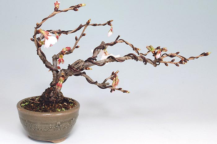 カンザクラA（かんざくら・寒桜）花もの盆栽を裏側から見た景色・Prunus kanzakura bonsai