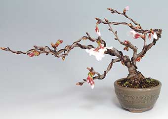 カンザクラA（かんざくら・寒桜）花もの盆栽・Prunus kanzakura Best bonsai