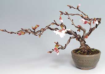 カンザクラ-A（かんざくら・寒桜）盆栽の樹作りの参考樹形・Prunus kanzakura Best bonsai