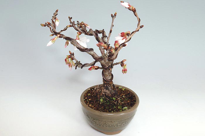 カンザクラA（かんざくら・寒桜）花もの盆栽を右側から見た景色・Prunus kanzakura bonsai