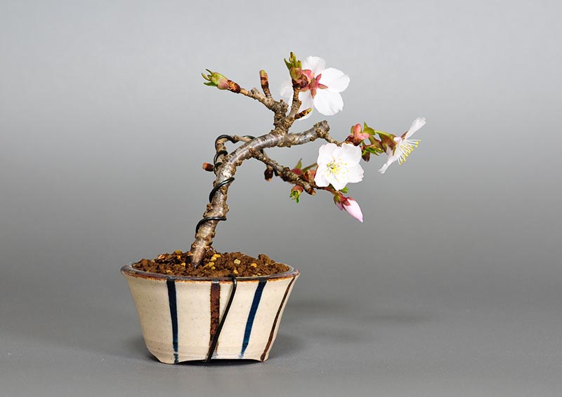 カンザクラB（かんざくら・寒桜）花もの盆栽を裏側から見た景色・Prunus kanzakura bonsai photo