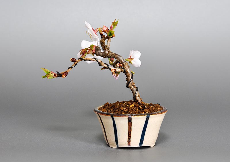 カンザクラB（かんざくら・寒桜）花もの盆栽を右側から見た景色・Prunus kanzakura bonsai photo