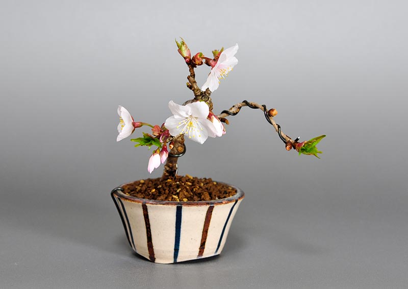カンザクラ（かんざくら・寒桜）盆栽の今と過去の成長記録と育て方・作り方・Prunus kanzakura bonsai photo